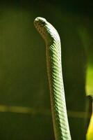 verde squamoso serpente allevamento su nel difesa foto