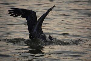 pellicano pesca e immersione nel il acqua a alba foto