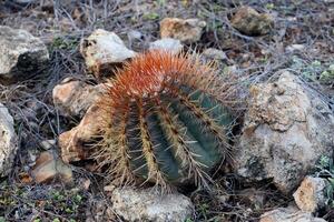 rosso spine su un' il giro barile cactus foto