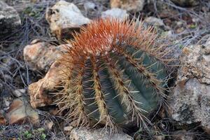 cactus con molte di acuto a punta barbe foto