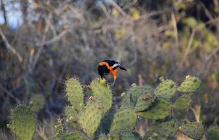 bello truppa uccello sorseggiando nettare a partire dal un' cactus foto