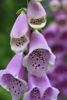 bellissimo fioritura viola digitale fiore fiorire nel un' giardino foto