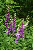 bellissimo rosa e viola foxgloves fioritura foto