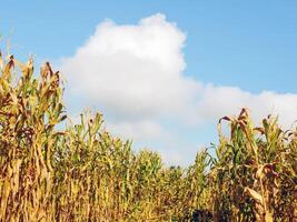 Mais campo durante raccogliere e blu cielo, asciutto Mais i campi pronto per raccogliere foto