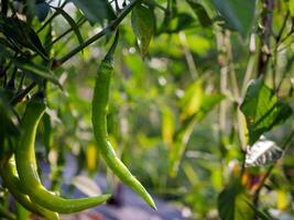 verde peperoncino nel il giardino, biologico verde peperoncino in crescita su peperoncino albero foto