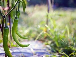 verde peperoncino nel il giardino, biologico verde peperoncino in crescita su peperoncino albero foto