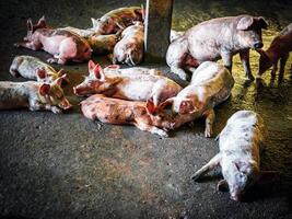 masse allevatore maiale con sporco corpo, molti di maiale corpo.grande maiale su un' azienda agricola nel un' porcile, giovane grande folla domestico maiale a animale azienda agricola in casa foto