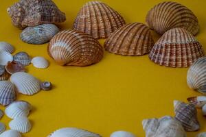 mare conchiglie su giallo sfondo, estate vacanza, foto