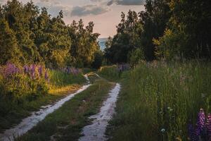 madre e bambino figlio siamo a piedi nel un' campo di fiori foto