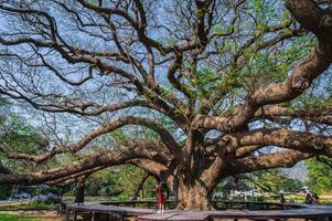 kanchanaburi.thailandia-16.1.2022 sconosciuto persone gigante monaco baccello albero kanchanaburi tailandia.oltre 100 anni gigante scimmia baccello albero. foto