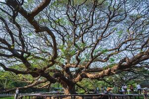 kanchanaburi.thailandia-16.1.2022 sconosciuto persone gigante monaco baccello albero kanchanaburi tailandia.oltre 100 anni gigante scimmia baccello albero. foto