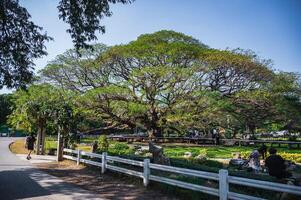 kanchanaburi.thailandia-16.1.2022 sconosciuto persone gigante monaco baccello albero kanchanaburi tailandia.oltre 100 anni gigante scimmia baccello albero. foto