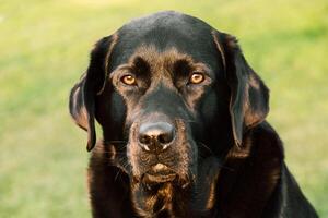 nero labrador cane da riporto su un' sfondo di verde erba su un' soleggiato giorno. un' animale domestico, un animale. foto