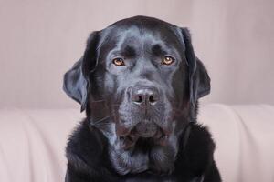 ritratto di un' nero adulto cane. labrador cane da riporto su un' beige sfondo. un' animale domestico, un animale. foto