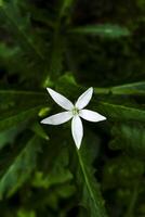 kitolod fiore o che cosa può essere chiamato ippobroma longiflora foto