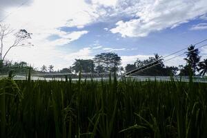 un' allungare di riso i campi durante il giorno quale è abbastanza nuvoloso ma ancora luminosa foto