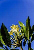 giallo frangipani fiore o plumeria alba foto
