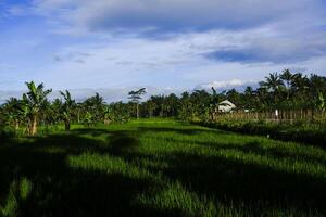 un' allungare di riso i campi durante il giorno quale è abbastanza nuvoloso ma ancora luminosa foto
