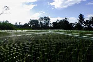 un' allungare di riso i campi coperto con reticolato foto