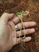 semina e giovane pianta con lungo radice Cresci nel suolo foto