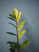 variegato zamioculcas zamifolia su blu sfondo foto