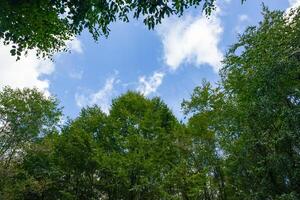 verde alberi e in parte nuvoloso cielo. carbonio neutralità concetto foto