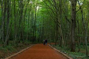 un' coppia a piedi su il jogging pista nel un' foresta foto