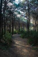 un' sporco pista nel il pino foresta verticale foto