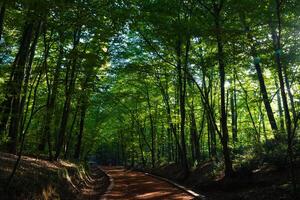 in esecuzione o jogging pista nel il lussureggiante foresta foto