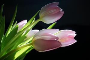 fiori tulipani.nero sfondo luce del sole natura bellezza. foto