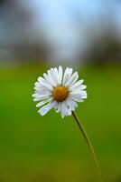 fiore margherita, superiore Visualizza fiore erba piccolo fiore margherita bianca. verde sfondo. bb foto