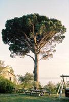 tavolo con panchine e sospeso swing vicino un' alto diffusione albero nel il giardino foto