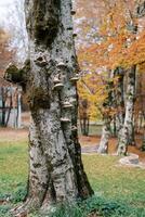 Tinder fungo e muschio crescere su un' albero tronco nel un autunno parco foto