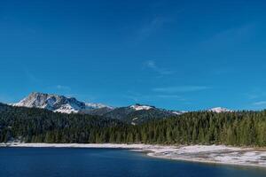 conifero foresta su il nevoso riva di il nero lago. durmitor nazionale parco, montenegro foto