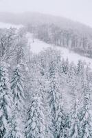 nevoso conifero foresta su un' montagna pendenza foto