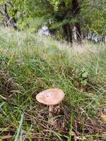 russula cresce tra il verde erba nel il foresta foto