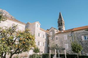 mandarino alberi nel il giardino vicino antico pietra case vicino il Chiesa di st. nicola. perasto, montenegro foto