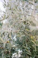 nero olive maturare tra verde fogliame su un' albero nel un' boschetto foto