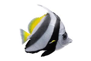 heniochus acuminato, bandierina pesci corallini, scogliera pesce bandiera, cocchiere isolato su bianca sfondo foto