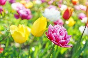 fioritura rosa Doppio petali columbus tulipano fiore nel giardino, campo. foto