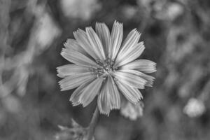 bellezza selvaggio in crescita fiore cicoria ordinario su sfondo prato foto