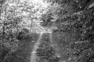 fotografia su tema bellissimo sentiero nel selvaggio fogliame bosco foto