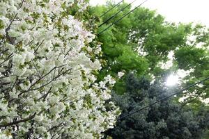 okon ciliegia fiori ondeggiante nel il vento nuvoloso giorno foto