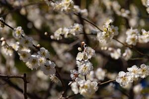 prugna fiore dietro a il blu cielo soleggiato giorno foto