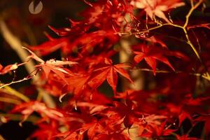 un illuminato rosso le foglie a il tradizionale giardino a notte nel autunno vicino su foto