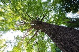 un' gingko albero a giapponese santuario largo tiro foto