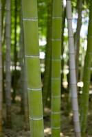 un' verde bambù foresta nel primavera soleggiato giorno vicino tiro foto