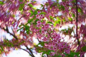 kawazu ciliegia fiori swirly sfocatura nel primavera stagione vicino su foto