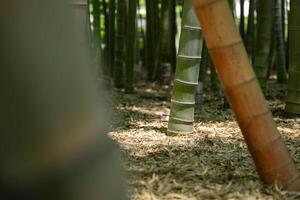 un' verde bambù foresta nel primavera soleggiato giorno vicino tiro foto