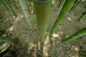 un' verde bambù foresta nel primavera soleggiato giorno guardare giù foto